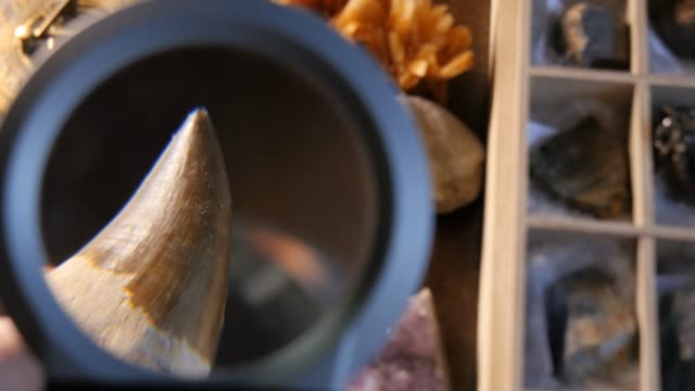 Paleontology excavation research of ancient shark tooth