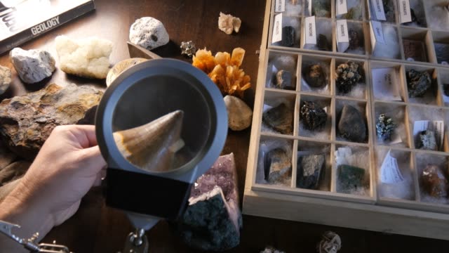 Paleontologist studying fossil shark tooth from Jurassic