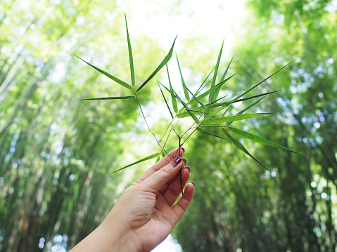 Woman hand holding green leaves over abstract blur bamboo tree forest background. Springtime season