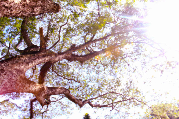 istock abstract blurr dried trunk poles row with green trees in forest 972974132