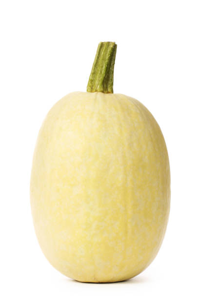 istock organic spaghetti squash Cucurbita pepo vegetable 972976322