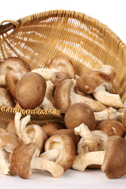 istock Shiitake mushroom isolated on white background 972978044