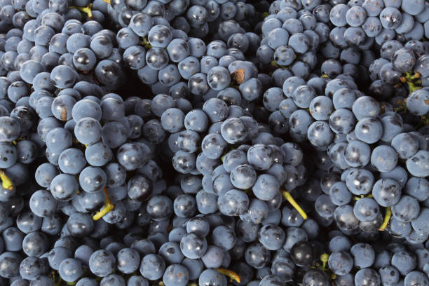istock Fresh dark red grapes at market place 972978832