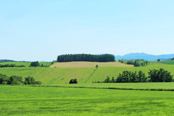 istock Scenery in Biei-cho, Hokkaido Japan. 972983600