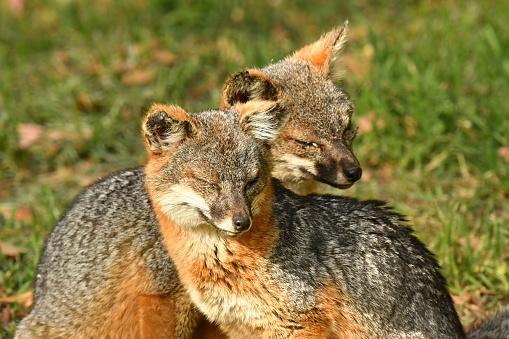 a pair of foxes rest on Santa Cruz Island, Channel Islands, California