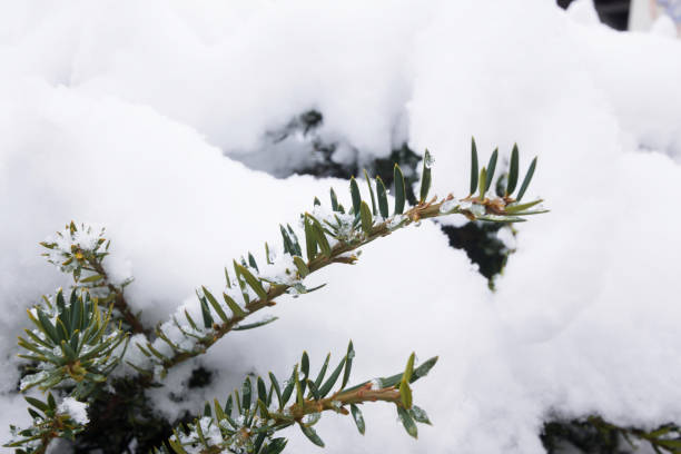 istock Pin tree in winter cover Snow 972991076