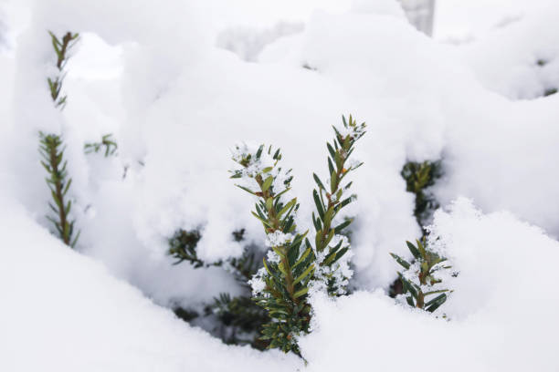 istock Pin tree in winter cover Snow 972991114