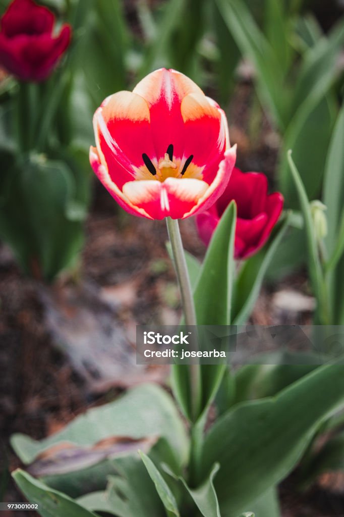 Rust Red Tulip Red Tulip Stock Photo - Download Image Now - Beauty In Nature, Blossom ...