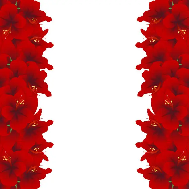 Vector illustration of Red Amaryllis Border - Hippeastrum. Christmas Flower.