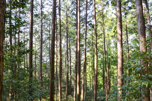 istock Forest in Kumano Kodo 973004196