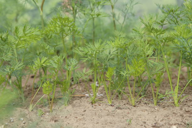istock Young carrots sprouts growing on soil. 973011560