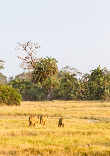 istock Group of lioness goes away. Amboseli, Kenya 973019352