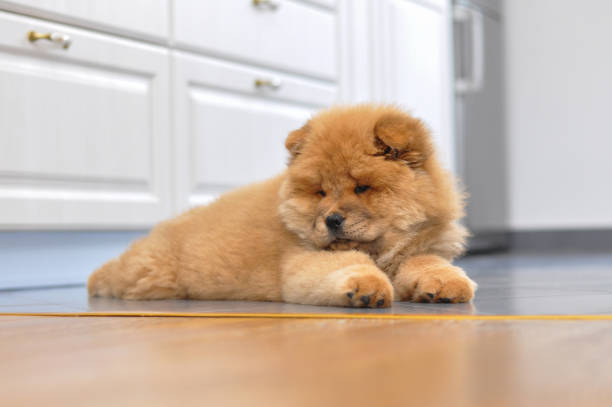 istock Chow chow puppy in the house 973019476
