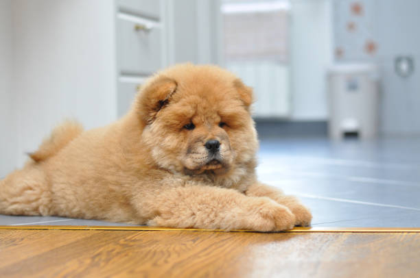 istock Chow chow puppy in the house 973019520