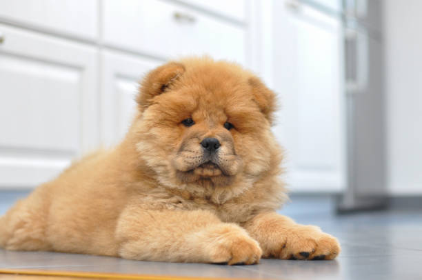 chow chow puppy in the house - chow imagens e fotografias de stock