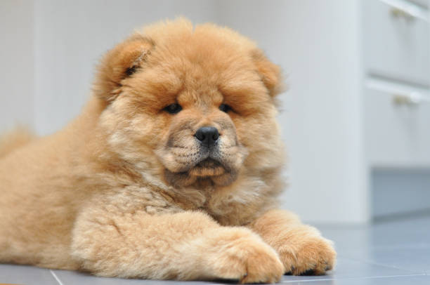 istock Chow chow puppy in the house 973019868