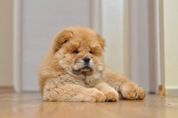 istock Chow chow puppy in the house 973019976