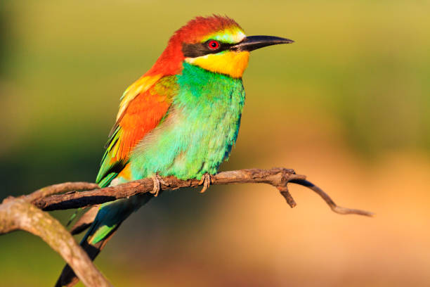 istock exotic bird on a beautiful branch 973022946