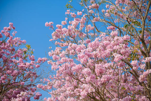 istock Tabebuia rosea is a Pink Flower neotropical tree and blue sky 973024940