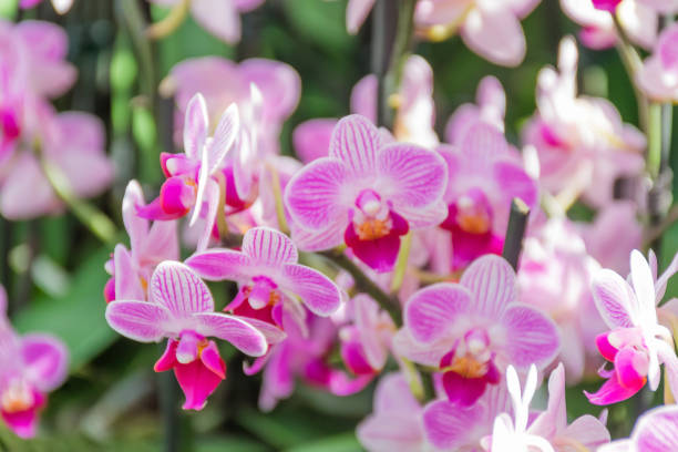 istock Beautiful soft pink and violet or Phalaenopsis 973028520