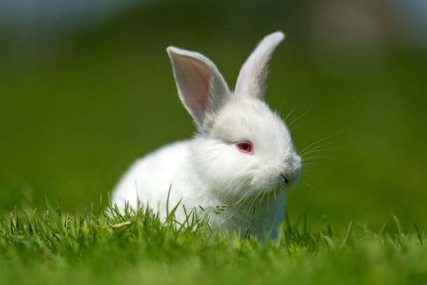 istock Baby white rabbit in grass 973041938