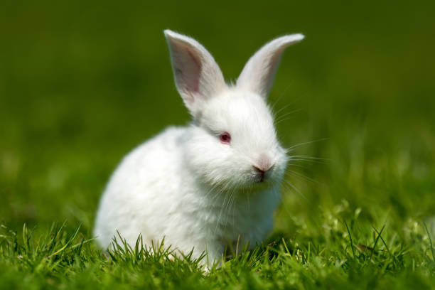 istock Baby white rabbit in grass 973041942