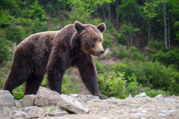 istock European brown bear in a forest landscape 973042010