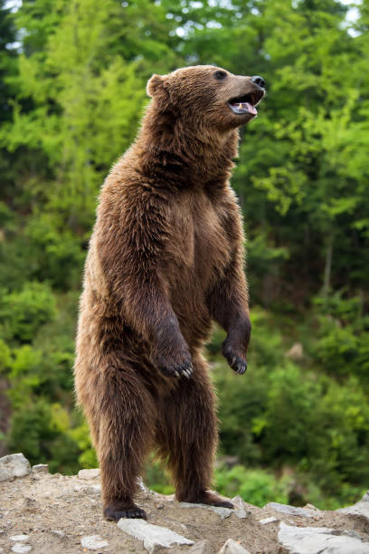 istock Big brown bear standing on his hind legs 973042068