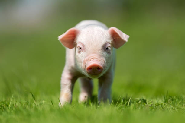 istock Newborn piglet on spring green grass 973042104