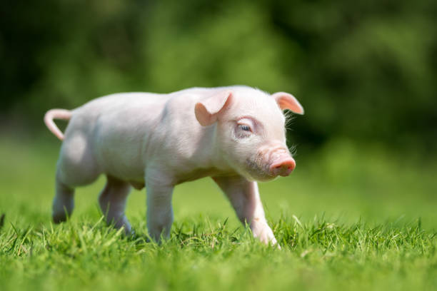 istock Newborn piglet on spring green grass 973042114