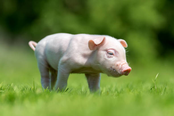 istock Newborn piglet on spring green grass 973042120