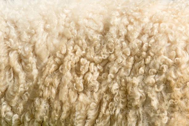 sheep fur. wool texture - fleece coat imagens e fotografias de stock