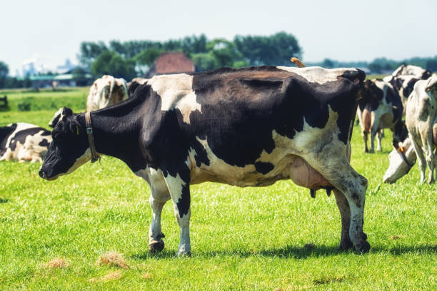 istock Holstein cows cattle in the meadow 973042440