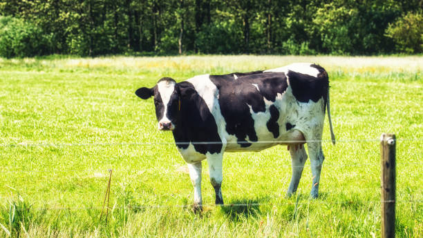 istock Holstein cows cattle in the meadow 973042462