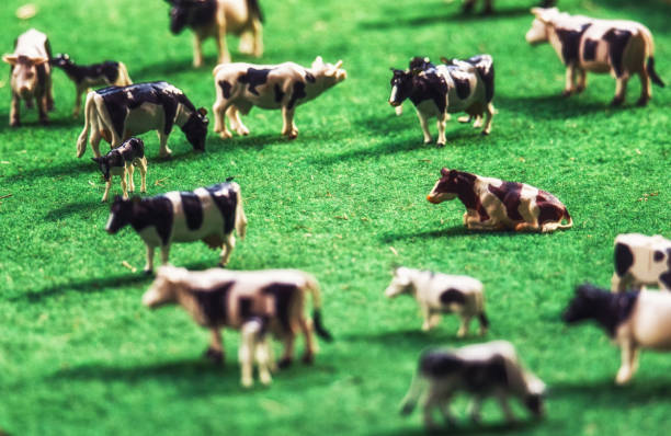 istock Miniature Cows, Toys extreme close ups 973042506