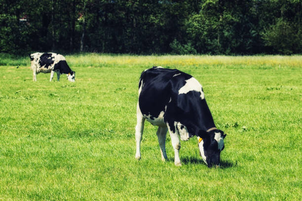 istock Cows on a green field 973042518