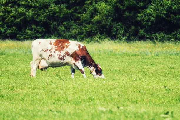 istock Brown and white cow on green grass 973042570