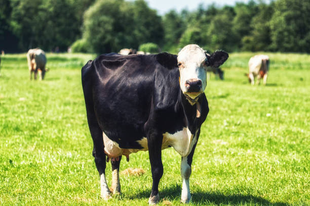 istock Dutch Holstein black and white cow in a meadow 973042594
