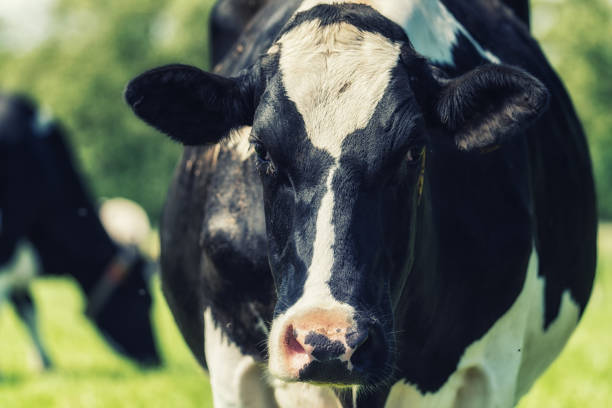 istock Dutch Holstein black and white cow in a meadow 973042598
