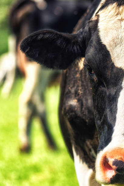 istock Holstein Cow half portrait 973042612