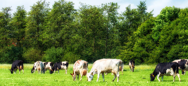 istock Holstein Cows grazing on a green meadow 973042652