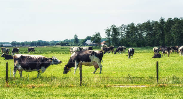 istock cows grazing in a field 973042666
