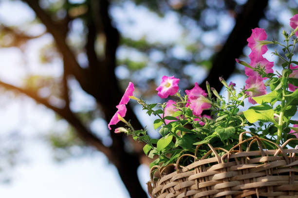 catharanthus sur pot de fleurs. - catharanthus photos et images de collection