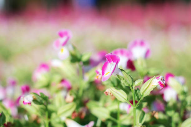 Colorful wishbone flower in the garden.