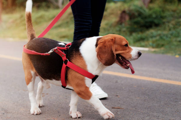 istock Dog are walking in park. 973051004