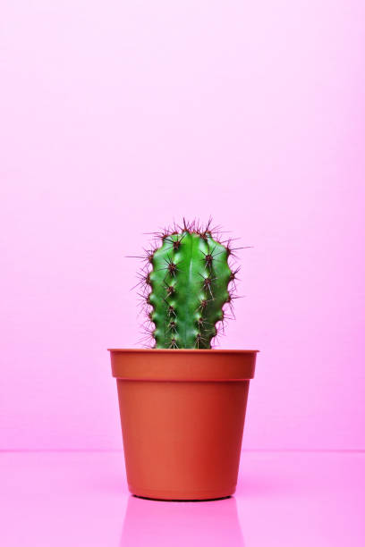 istock Small green cactus in red flower pot 973053966