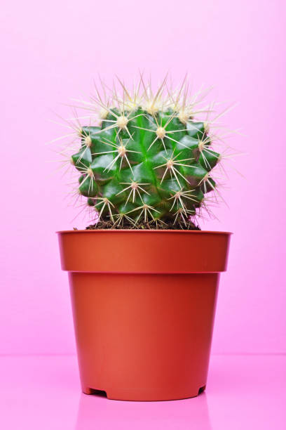 istock Small green cactus in red flower pot 973054012