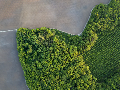 Aerial photo from flying drone of a land with sowing young trees among the huge forest and a plowed field. Photo by drone
