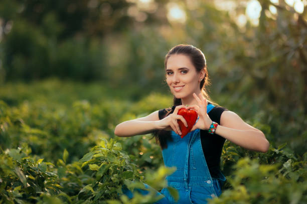 istock Female Gardener Picking Fresh Organic Red Peppers 973060344