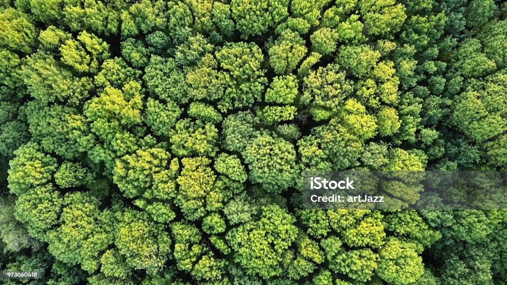 Aerial top view of green trees forest as natur background Beautiful vibrant background consisting of trees of the forest. Texture of forest view from above. Sustainable Lifestyle Stock Photo